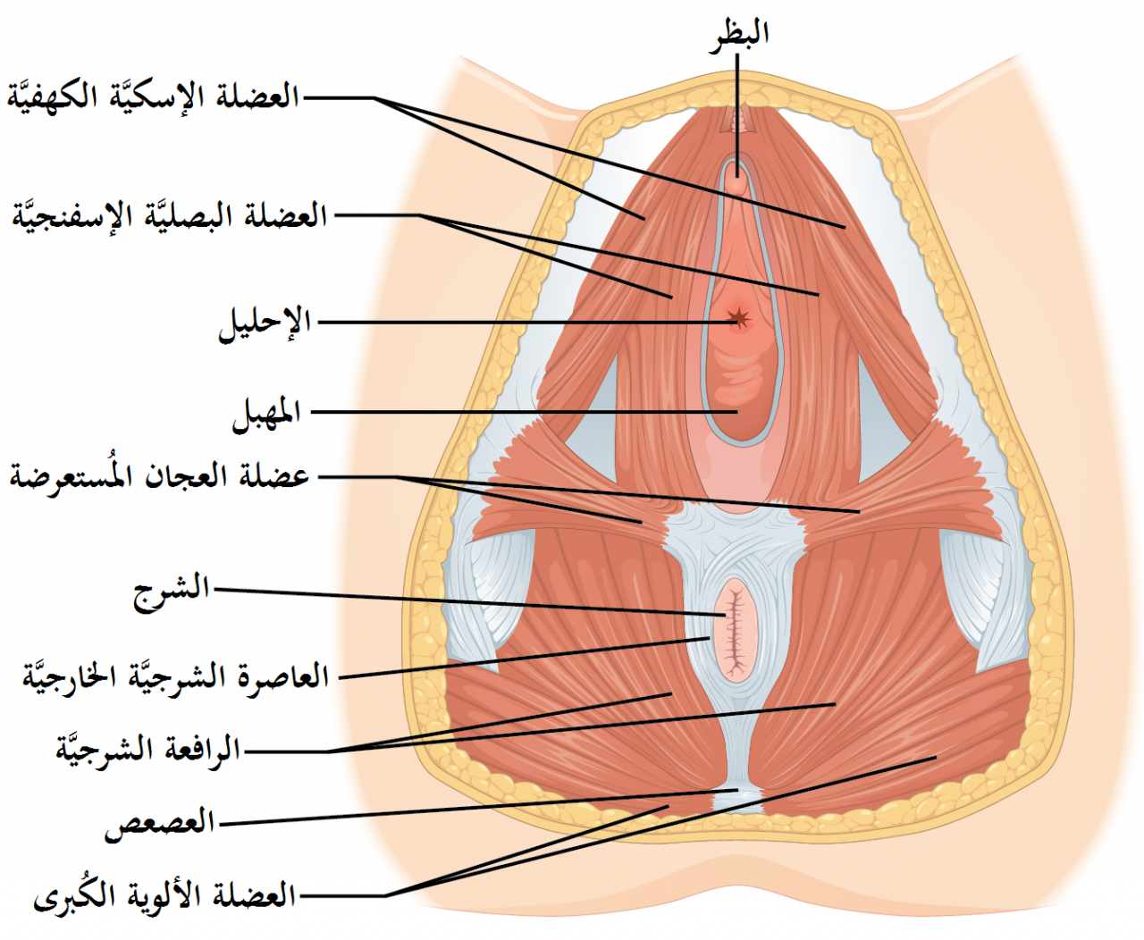 ما هو الدبر بالصور , منطقة الدبر