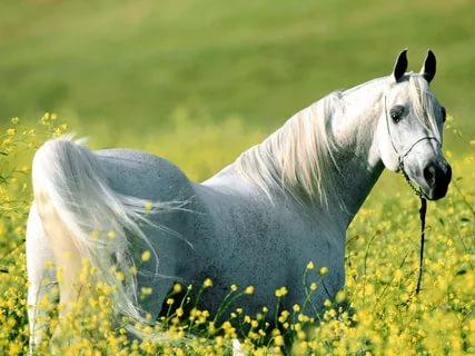 صور خيل , اجمل الصور المميزة للاحصنة العربية