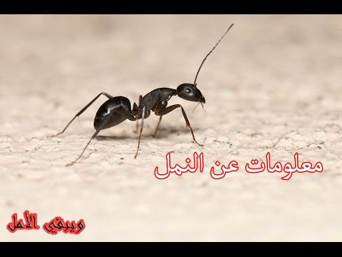 معلومات عن النمل , مالا تعرفه عن النمل