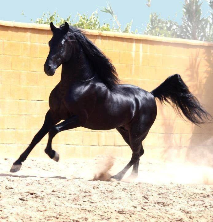 خيول عربية - شاهد اجمل صور الخيل العربي الاصيل 2274 3