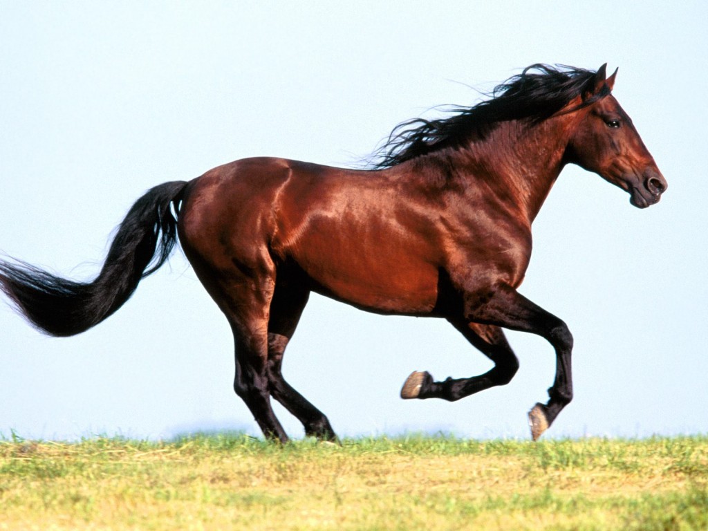 خيول عربية - شاهد اجمل صور الخيل العربي الاصيل 2274 9