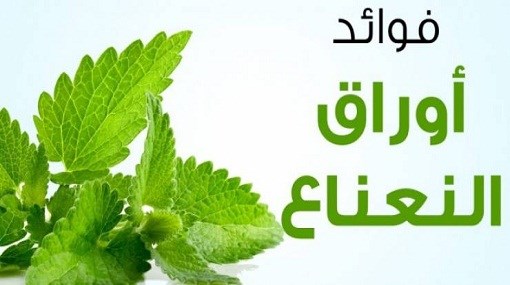 فوائد النعناع الاخضر , سحر مشروب النعناع