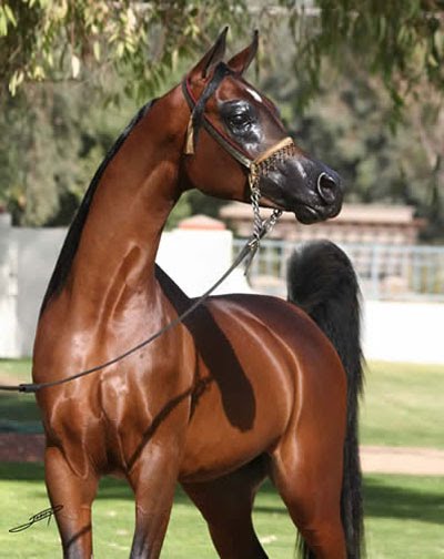 خيول عربية - شاهد اجمل صور الخيل العربي الاصيل 2274 6