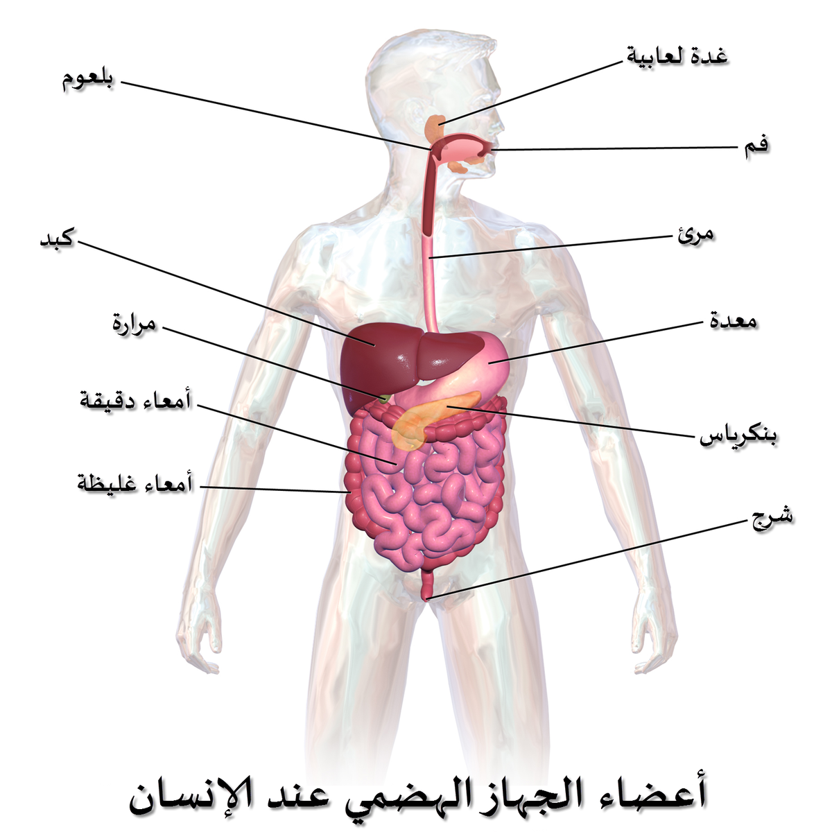 صور جسم الانسان , التعرف على جسم الناس