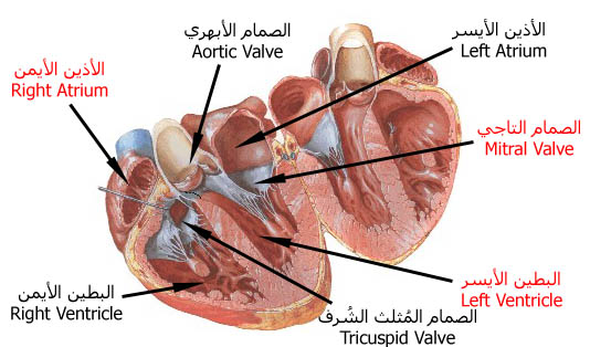 اعراض امراض القلب - اصابة القلب بمرض 5304 1