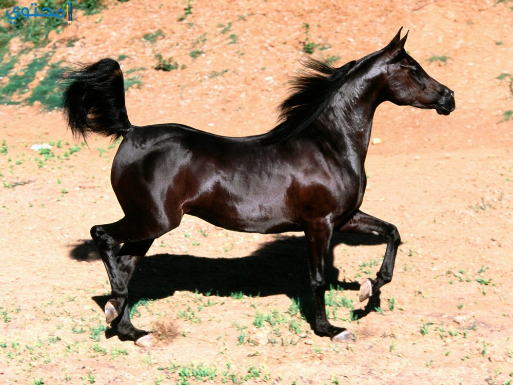 خيول عربية - شاهد اجمل صور الخيل العربي الاصيل 2274 2