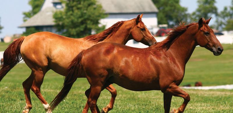 خيول عربية - شاهد اجمل صور الخيل العربي الاصيل 2274 5