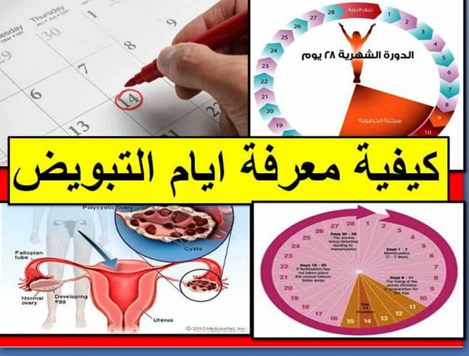 كيف اعرف ايام التبويض - كيف تحددي ايام التبويض بالتفاصيل هنا 1257 3