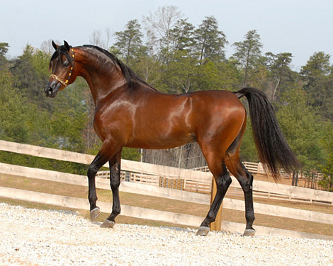 خيول عربية - شاهد اجمل صور الخيل العربي الاصيل 2274 10