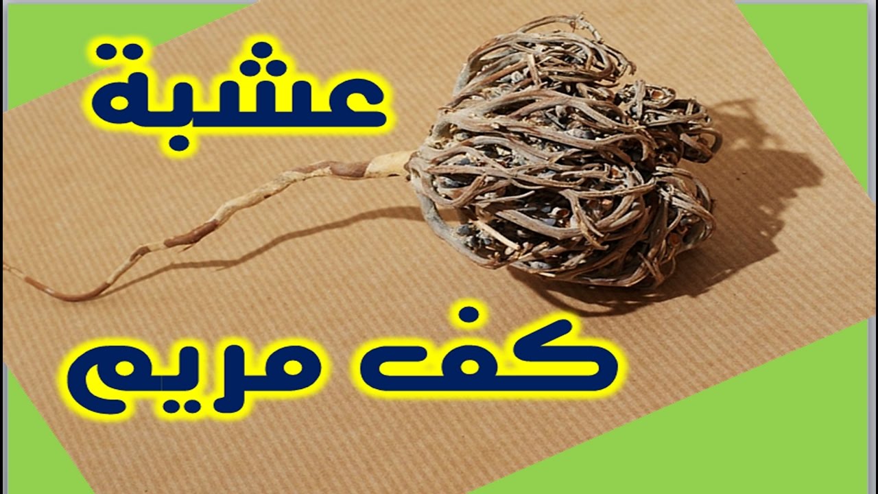 عشبة كف مريم - ماهى فوائد اعشاب كف مريم 965 1