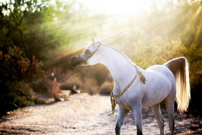 خيول عربية - شاهد اجمل صور الخيل العربي الاصيل 2274 7