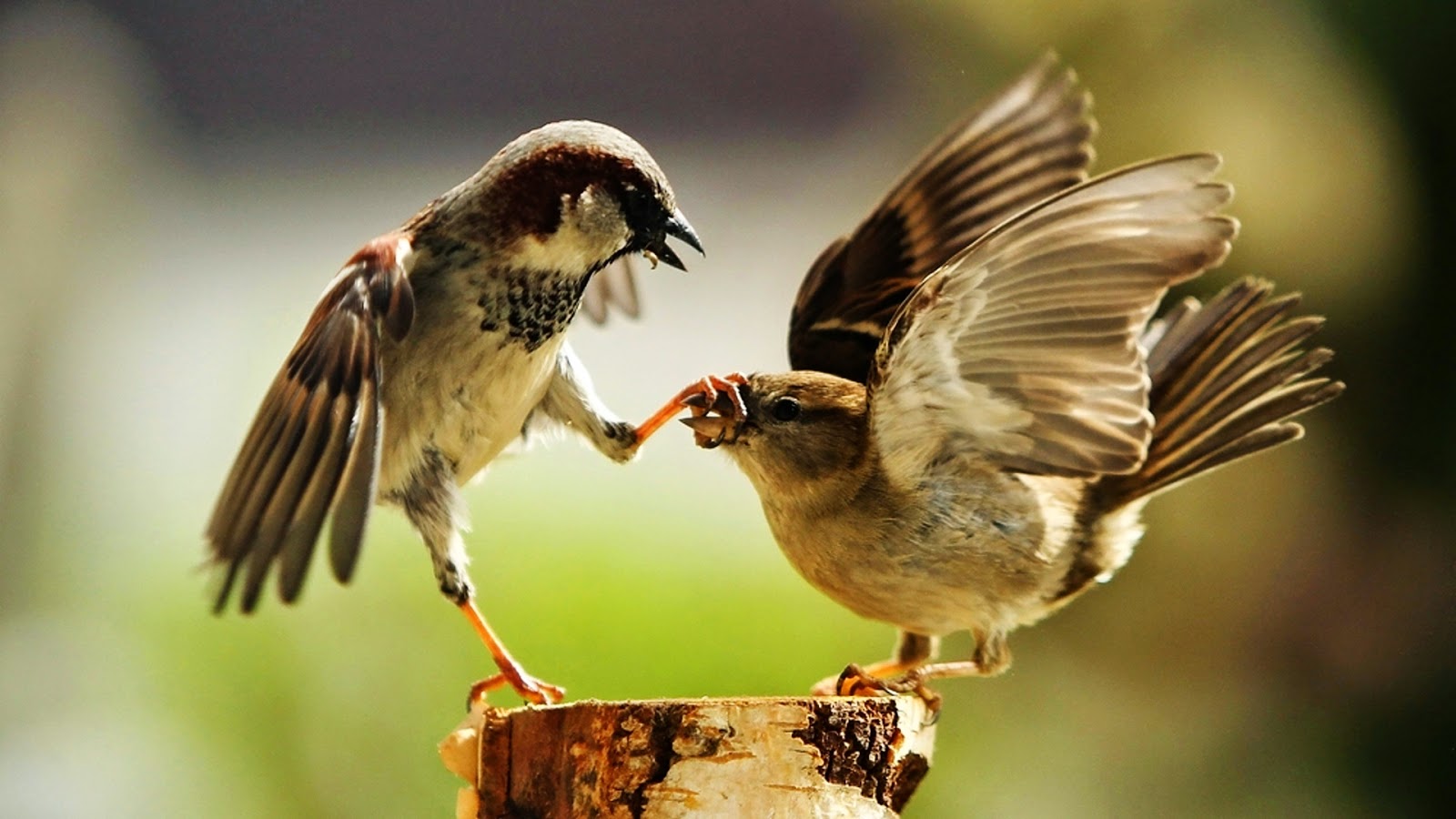 صور بلابل - اجمل صور بلابل 4177 21