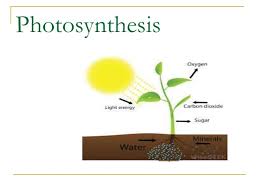 عملية البناء الضوئي - النبات يتنفس بحرية 12285 13