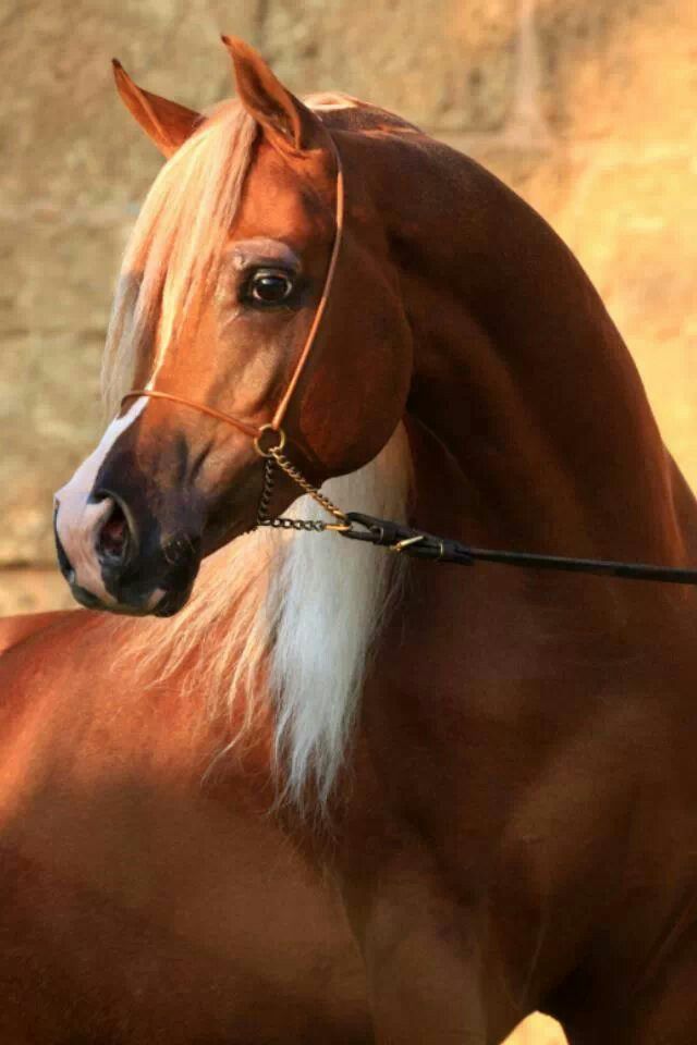 خيول عربية - شاهد اجمل صور الخيل العربي الاصيل 2274 14