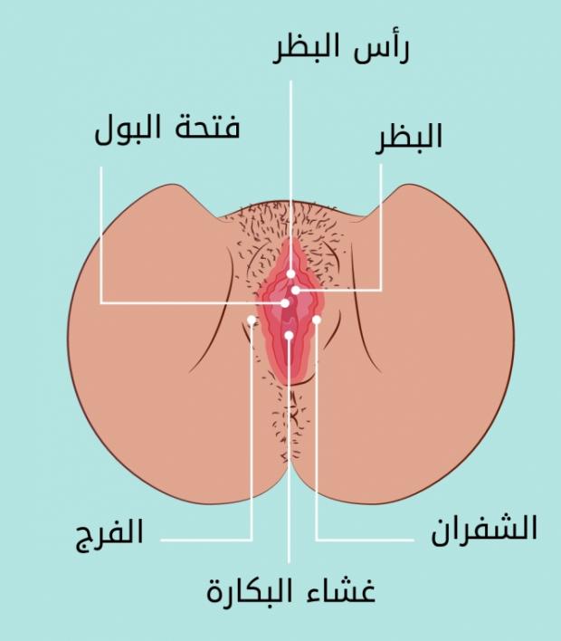 الوطء في الفرج بالصور , الوطء بالتفصيل