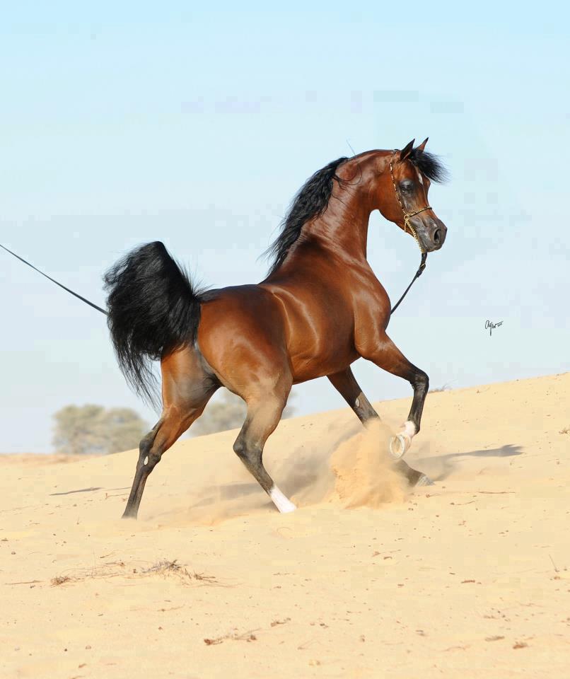 خيول عربية - شاهد اجمل صور الخيل العربي الاصيل 2274 13