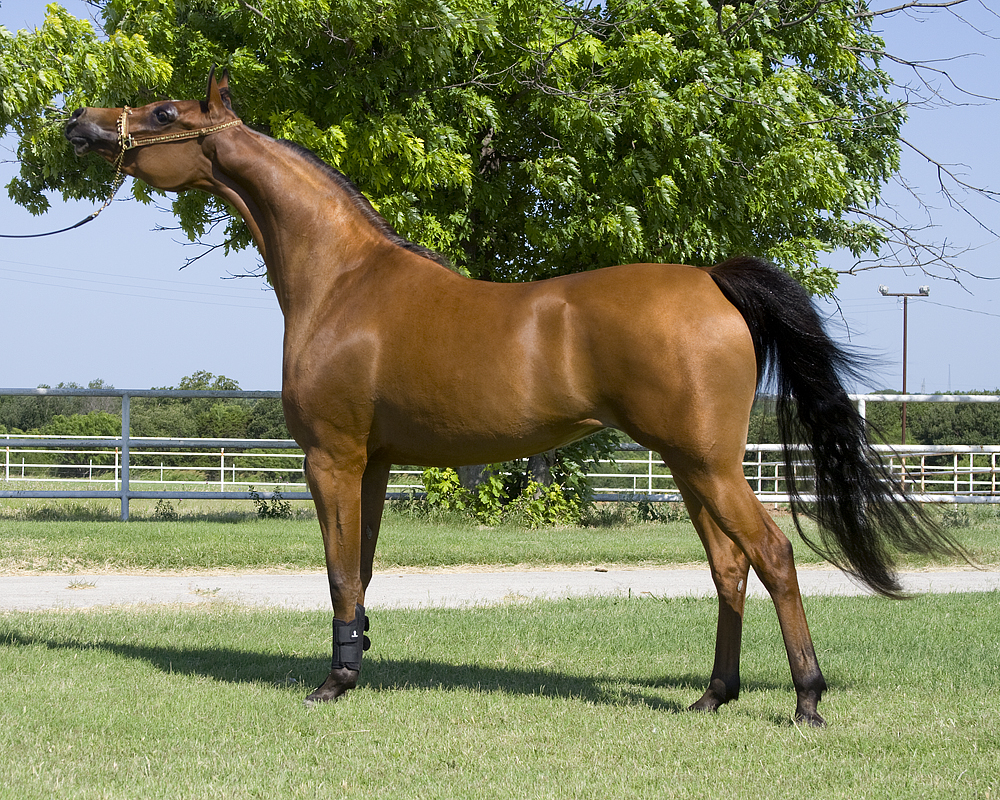 خيول عربية - شاهد اجمل صور الخيل العربي الاصيل 2274 11