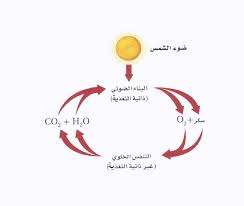 عملية البناء الضوئي - النبات يتنفس بحرية 12285 8