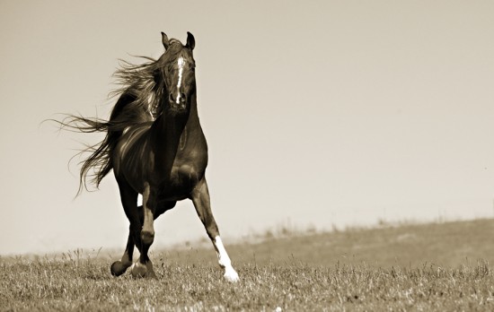 خيول عربية اصيلة - اهم المعلومات عن الخيل العربي الاصيل 6573 5