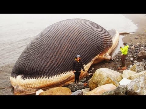 اكبر حيوان في العالم , اجمل الصور عن الحيوانات الضخمه