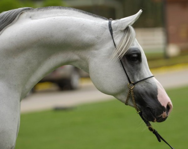 خيول عربية - شاهد اجمل صور الخيل العربي الاصيل 2274 8