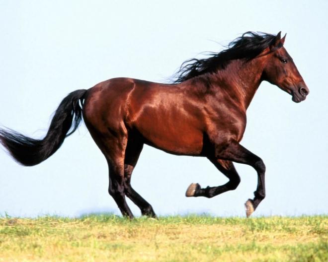 خيول عربية - شاهد اجمل صور الخيل العربي الاصيل 2274