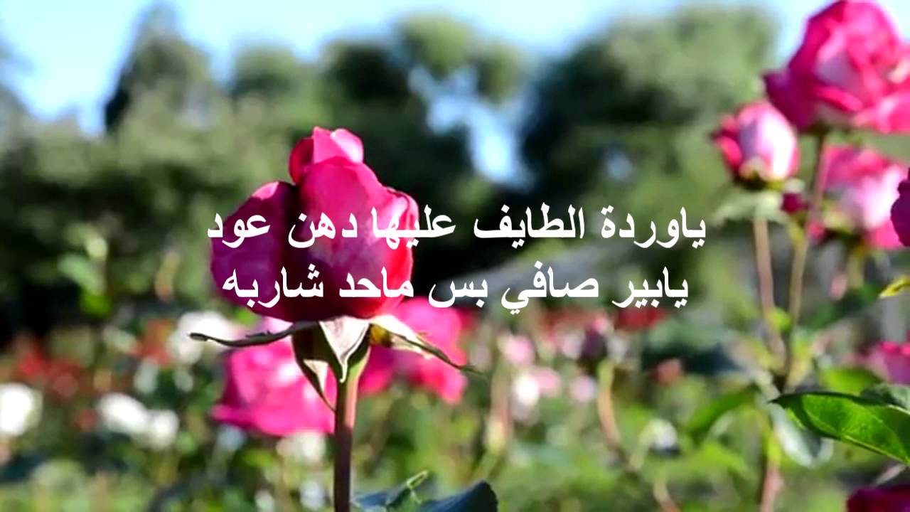 وردة كيوت رقيقة - شعر عن الورد 3459 6