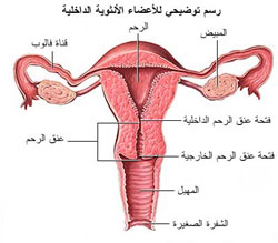 رسم توضيحي للمهبل , الشكل الخارجى للمهبل