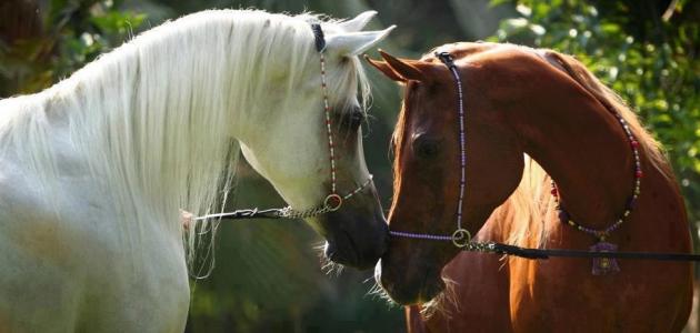 خيول عربية اصيلة - اهم المعلومات عن الخيل العربي الاصيل 6573 1