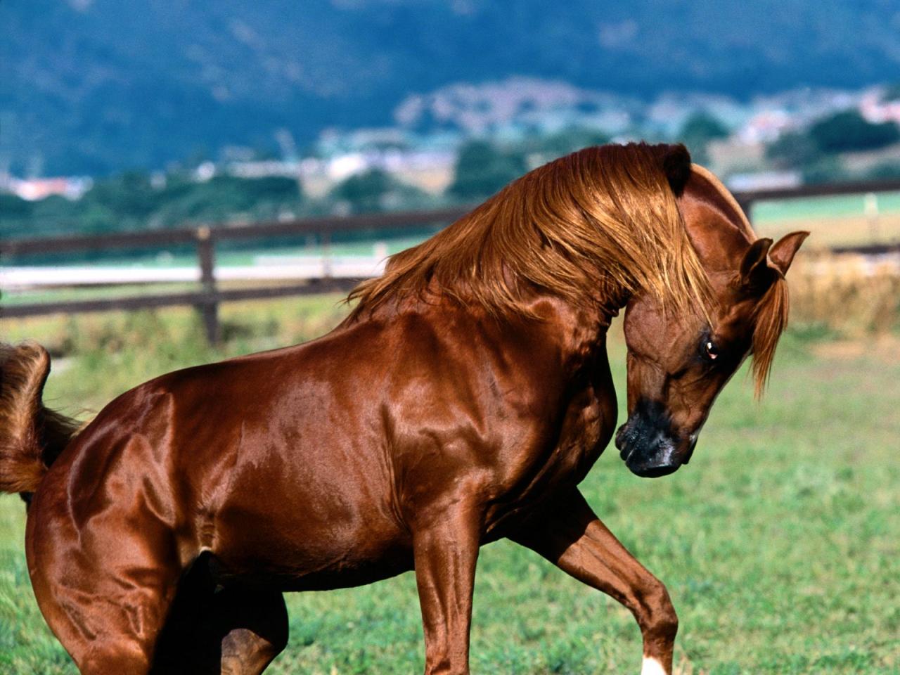 خيول عربية - شاهد اجمل صور الخيل العربي الاصيل 2274 4