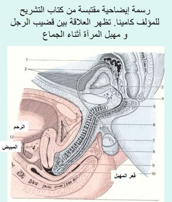 الوطء في الفرج بالصور-الوطء بالتفصيل 11404 1