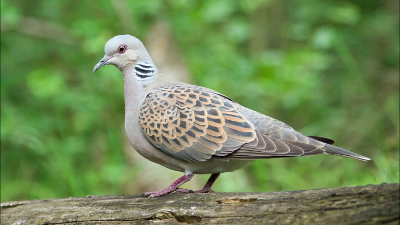 الحمام البري , فصائل من طيور الحمام