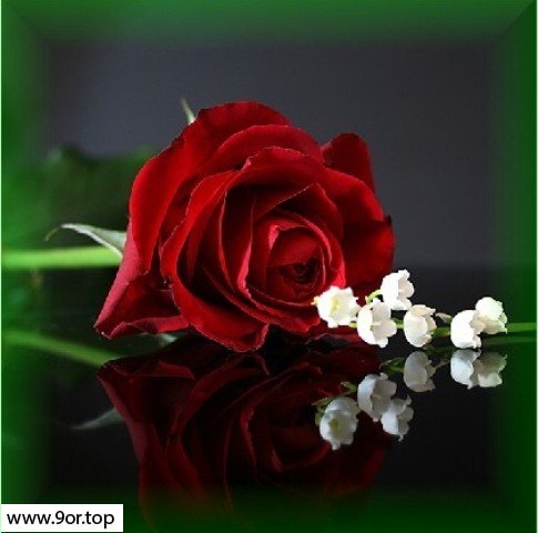 صور ورد رومانسيه صورة اجمل الورود الرومنسيه عيون الرومانسية