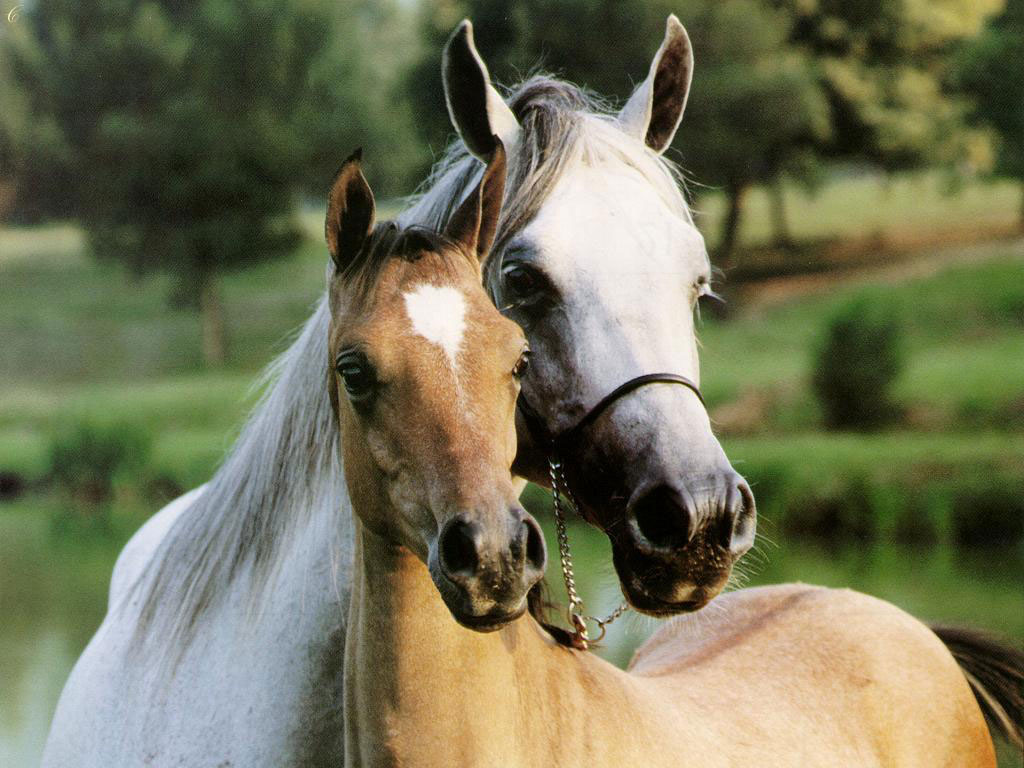 صور خيول جميلة , اجمل صور للخيول الاصيلة - عيون الرومانسية