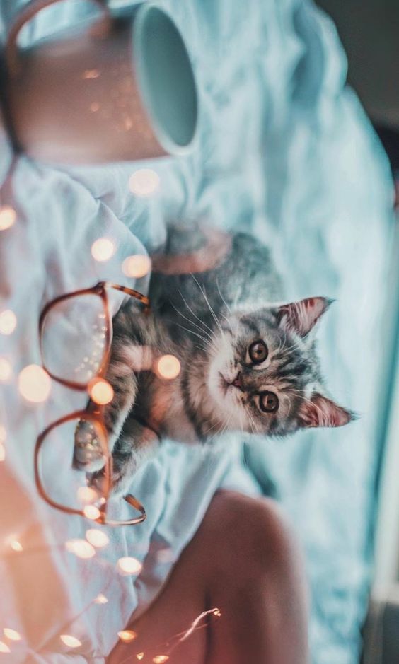 صور قطط كيوت - عيون الرومانسية