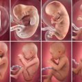 5939 3 مراحل تكوين الجنين بالصور من اول يوم- الكشف عن وتطورات مراحل الجنين سهام